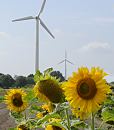 11_21650  Sonnenblumen blhen auf einem Feld in den Hamburger Vier- und Marschlanden. Im Hinter- grund die Rotorbltter von Windkraft - Anlagen. www.hamburg-bilder.org