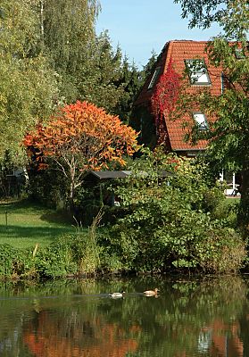 011_15041 - beginnende Herbstfrbung an der Doveelbe; Essigbaum und rankender Wein mit rotem Laub, zwei Enten schwimmen auf dem Wasser.