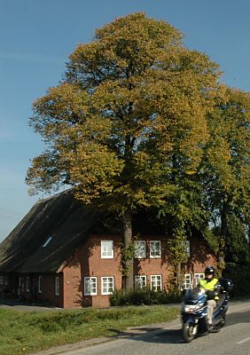 011_15042 - Linden mit Herbstlaub vor einem Strohdach - Bauernhaus; ein Motorradfahrer auf der Strasse. 