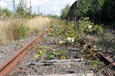 6524 Mit Brombeerstruchern berwachsene Gleisanlage des Wandsbeker Gterbahnhofs - rostige Eisenbahnschienen - stillgelegte Eisenbahnlinie.