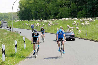 0443 Rennrad-Fahrer / Fahrradtour auf dem Kaltehofe Hauptdeich in Hamburg Rothenburgsort; eine groe Herde Schafe weiden auf dem Elbdeich.