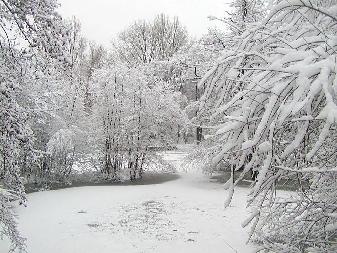 Hamburg - Winterfotografie; schneebedeckte Bume. Hamburg-Fotograf - Hamburger Winterwald.  282_1010017 Die Zweige der Bume am Ententeich im Hamburger Stadtparks sind mit einer dichten Schneeschicht bedeckt. Der Teich ist teilweise gefroren - Schnee liegt auf der Eisdecke.