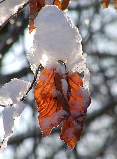 Winterfotos aus Hamburg 295_1010082 Die letzten Bltter einer Buche hngen noch an dem Baum - sie sind mit einer dicken Schneeschicht bedeckt. Das Gegenlicht der Wintersonne scheint durch die rtlichbraunen Buchenbltter. 